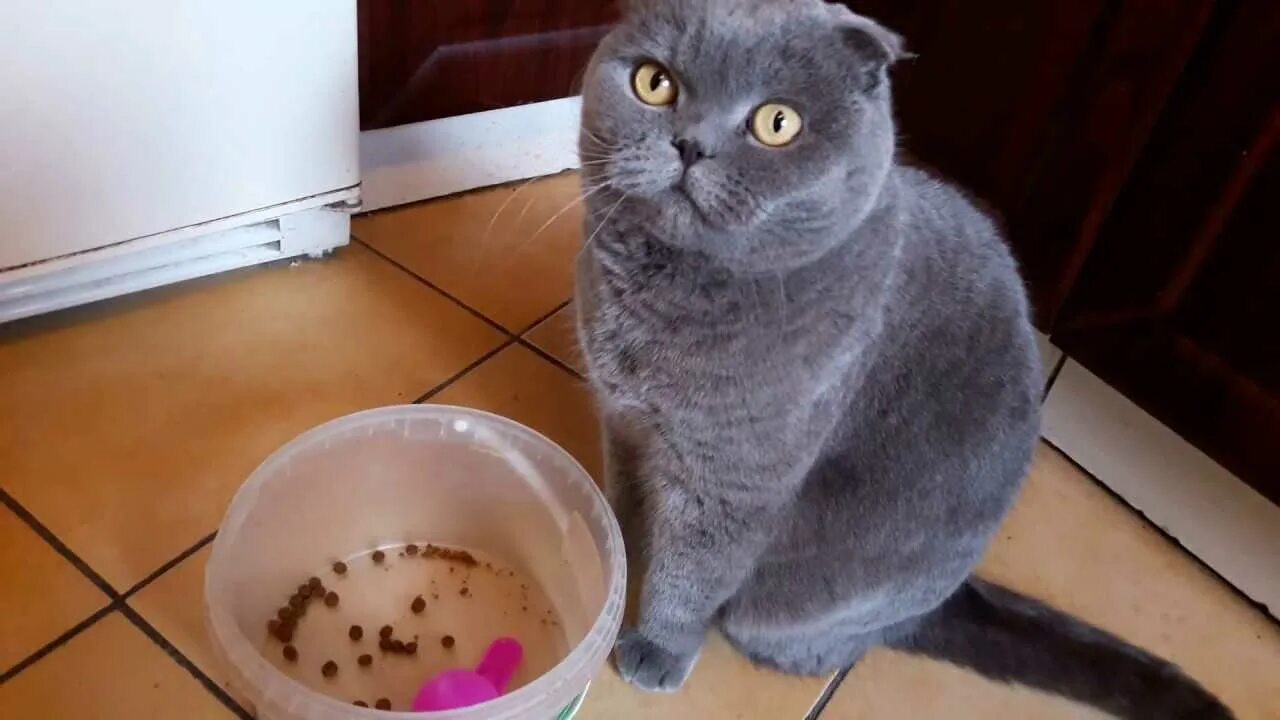 Британцам можно давать