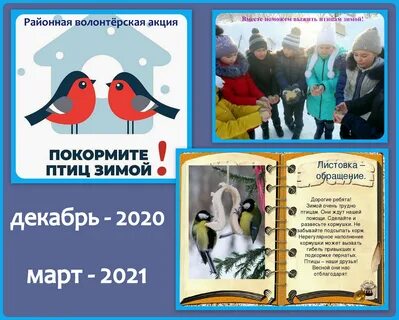 Акция покормите птиц зимой в школе