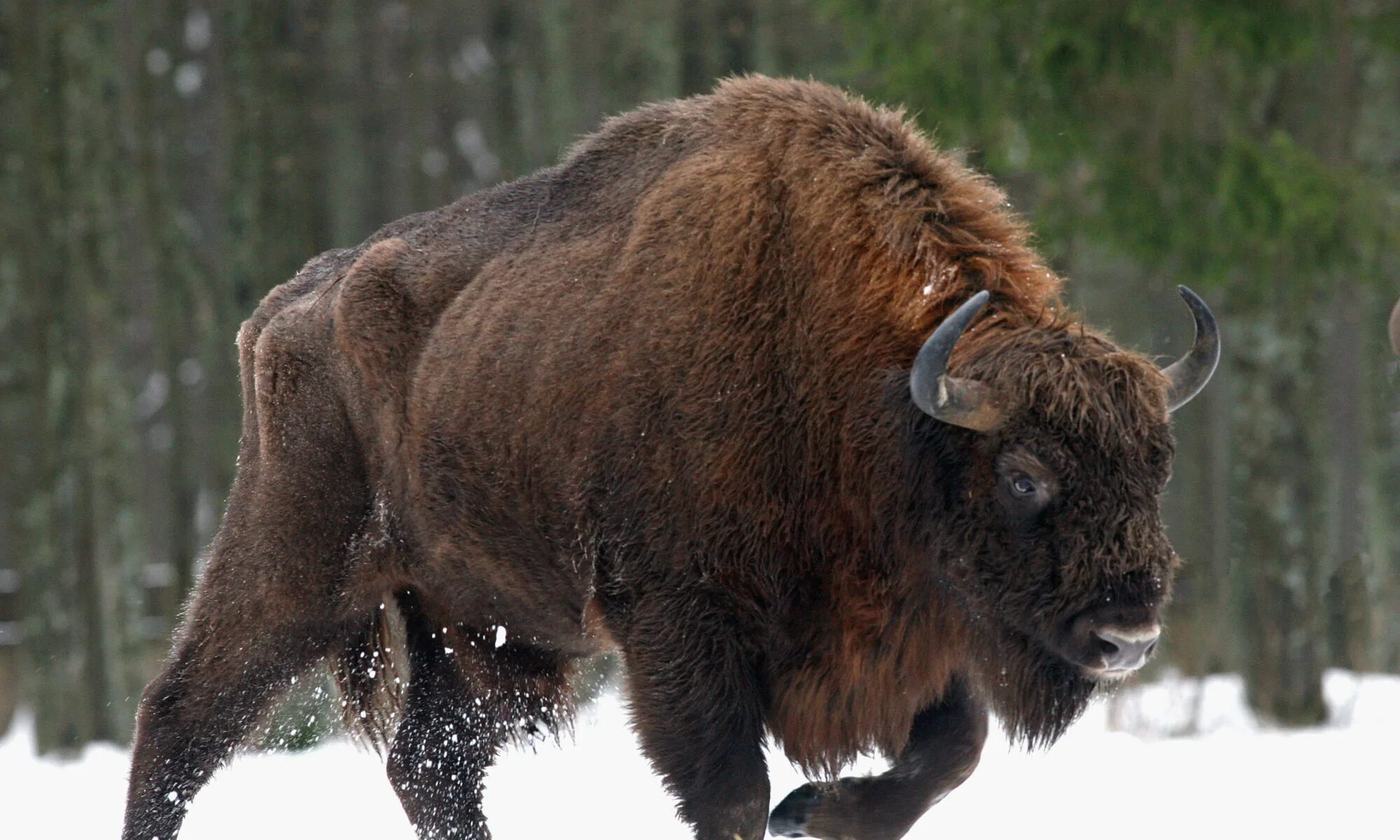 Зубр иркутск. Зубр bison bonasus. беловежская пуща бизоны. карпатский зубр. горный зубр адыгея.