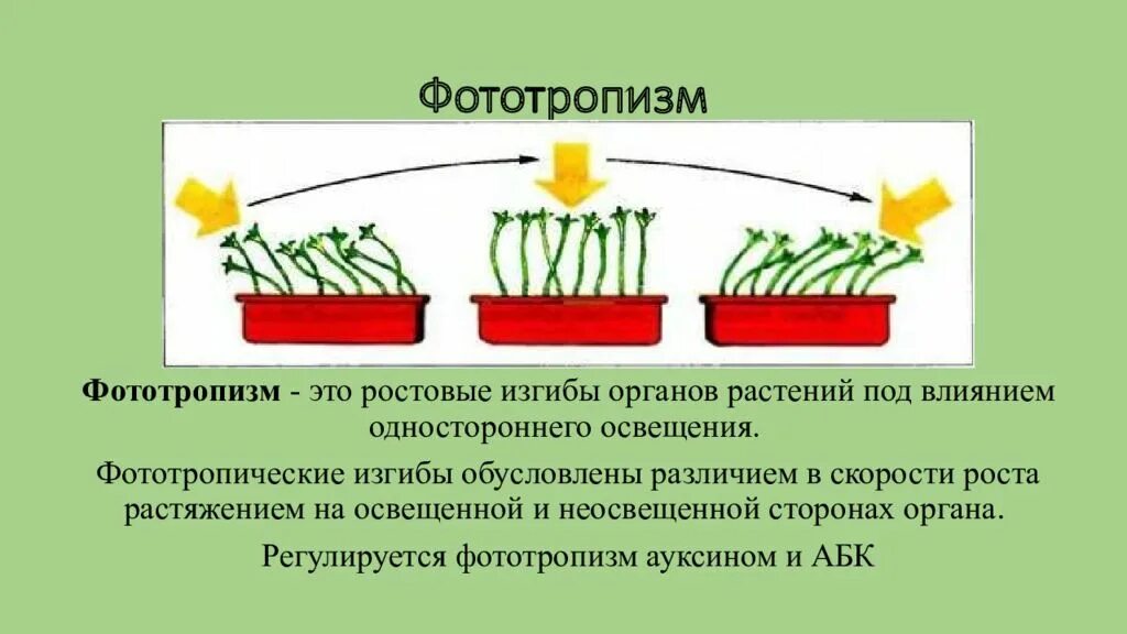 Движение органов растений или изменение. Движение органов растений или изменение
