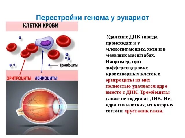 Перестройка генома. Перестройка генома у эукариот. Перестройка генома в онтогенезе. Перестройка генома в онтогенезе у прокариот и эукариот. Перестройка генома в онтогенезе у эукариот.