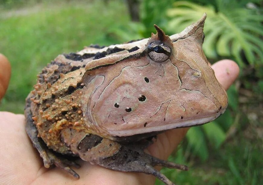 Бразильская рогатка лягушка. Рогатка животное. Звери из рогатки. Рогатка животное. Амазонская рогатка лягушка.