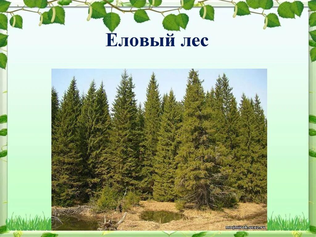 Еловый лес сопутствующие виды. Еловый лес. Растения ельника. Презентация еловый лес. Презентация про ельник.