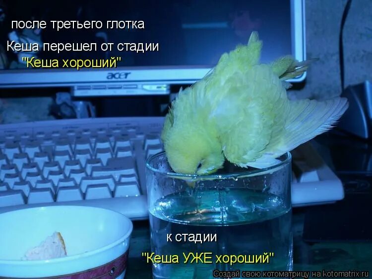 кеша хороший