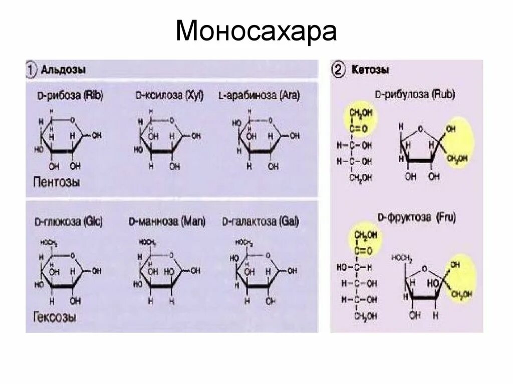 К моносахаридам относятся рибоза. Альдозы и кетозы представители. Моносахариды кетозы. Циклическая формула ксилулозы. Строение углеводов биохимия.