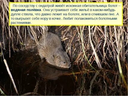 Проект кто живет на болоте