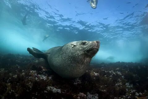 Морские животные фото