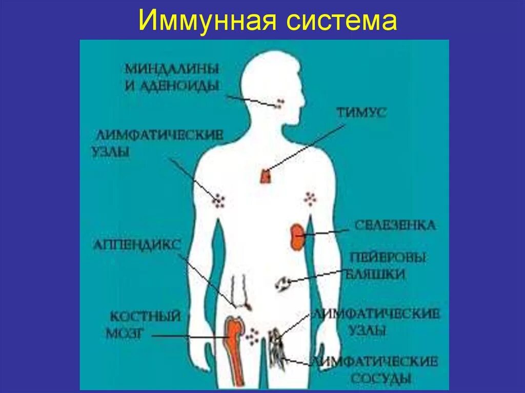 Иммунная система организма. Органы иммунной системы человека. Органы иммунной системы рисунок. Иммунная система человека анатомия.