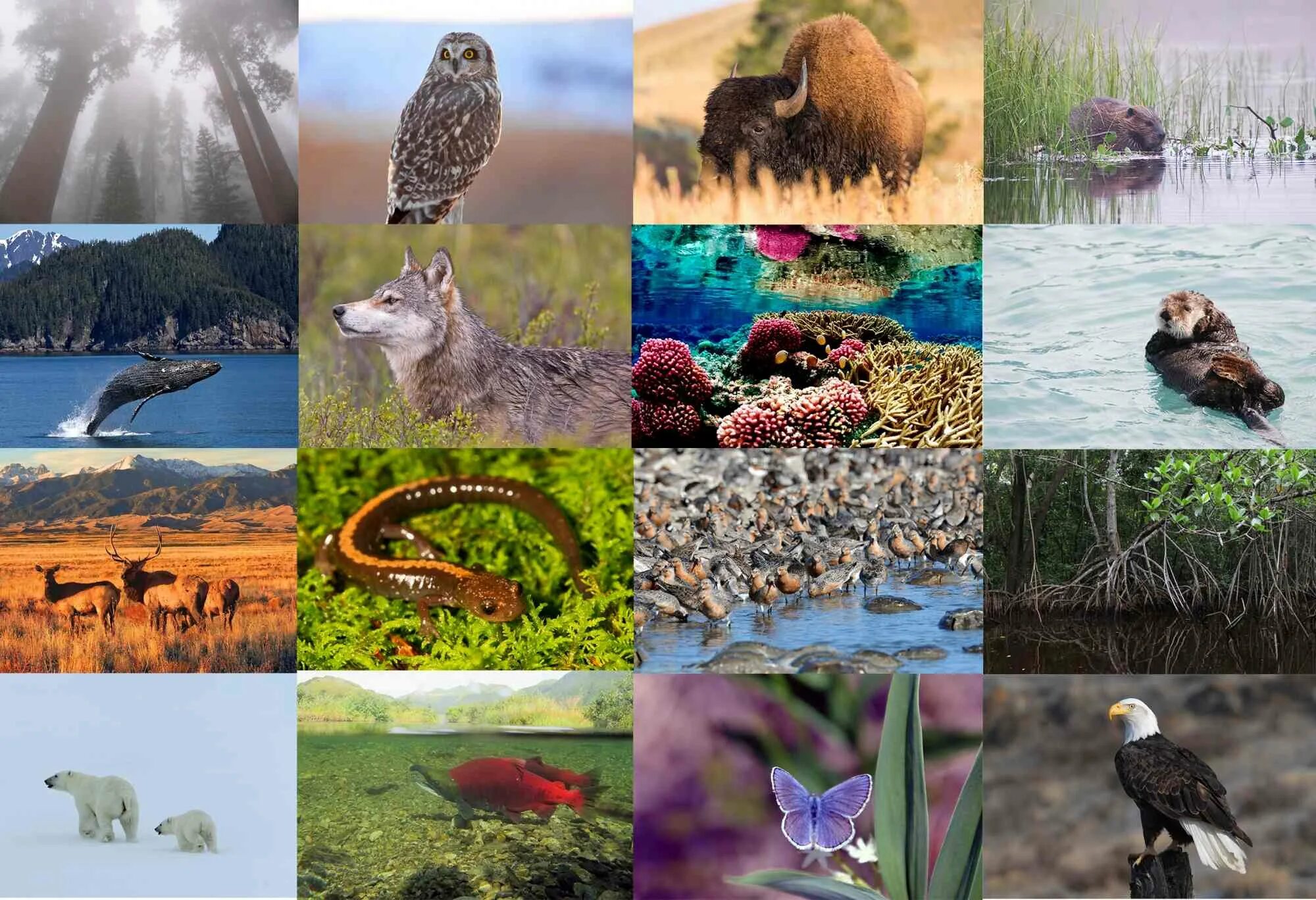 Наибольшее видовое разнообразие наблюдается в царстве. Многообразие природы. Биоразнообразие. Виды биоразнообразия. Биологическое разнообразие.
