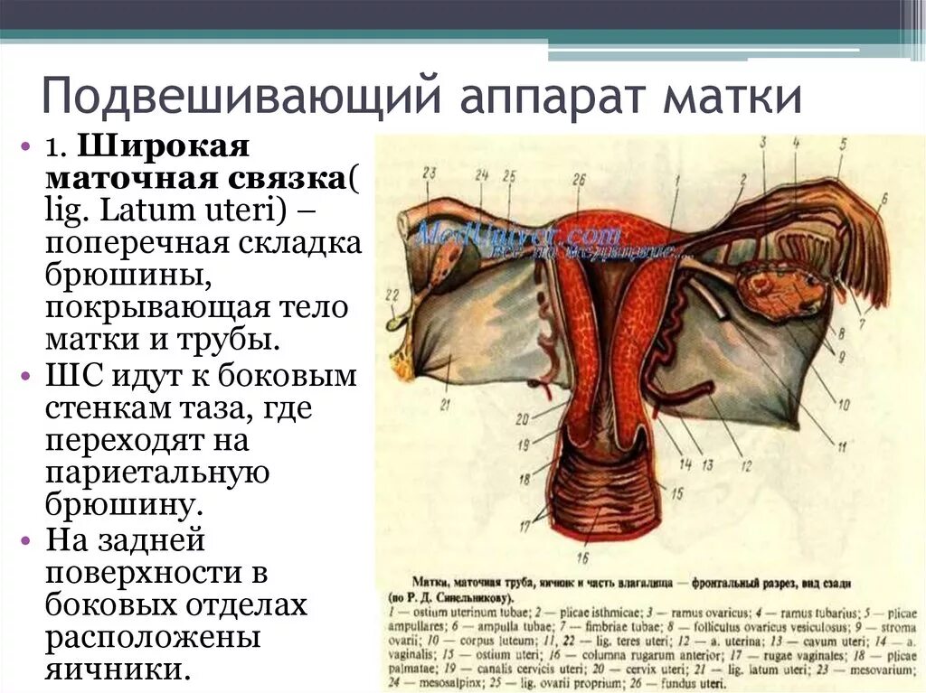 Кардинальная связка матки. Подвешивающий связочный аппарат матки. Связочный аппарат матки анатомия. Круглая связка матки анатомия. Матка анатомия связки матки.