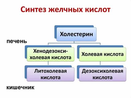 Синтез желчи