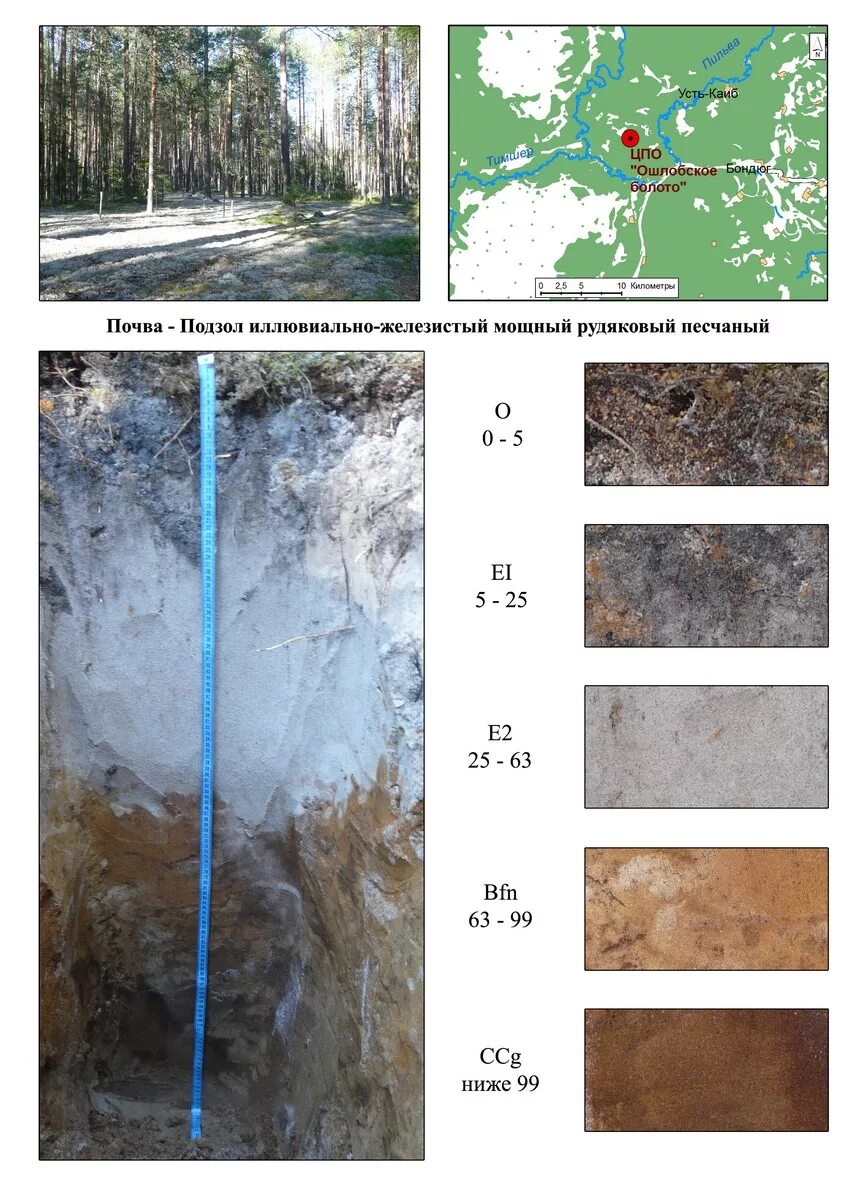 сведения о почвах пермского края. почвы пермского края. почвы пермского края дерново подзолистые почвы. основные сведения почвы перми. сведения о почвах пермского края.
