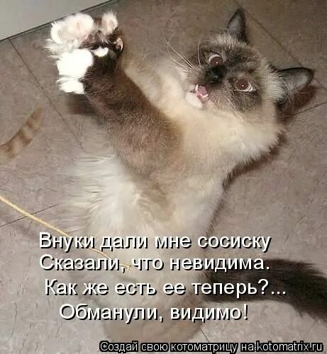Кошка хочет на ручки. Эх да приколы. Пожалуйста дайте мне сосиску. Колбаса для кошек. Коты и сосиски.