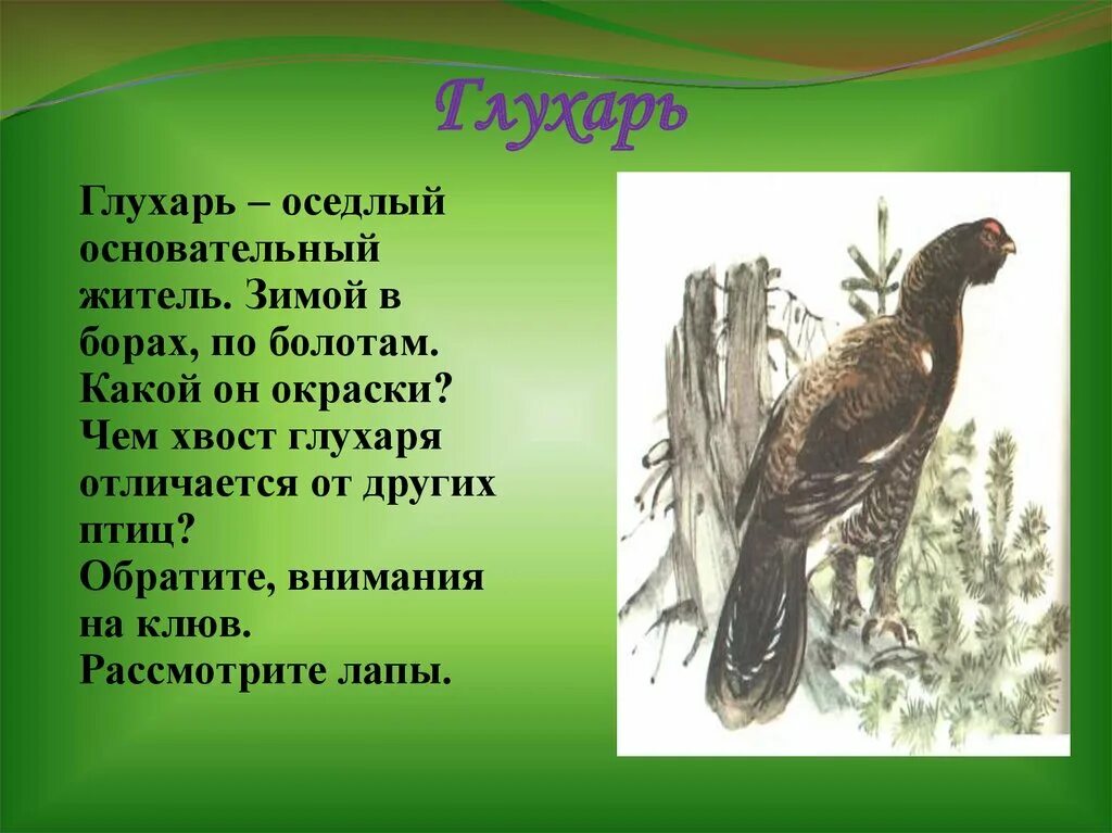 Глухарь описание. Глухарь интересные факты о птице. Сообщение о Глухаре. Глухарь презентация. Текст про глухаря