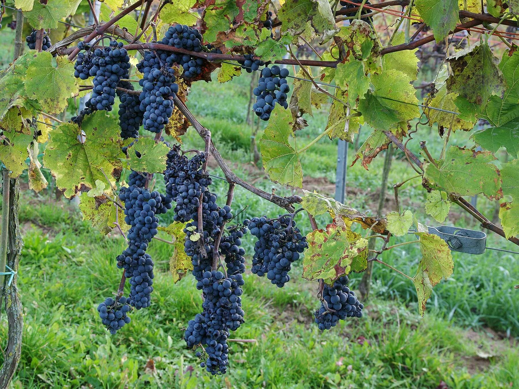 Саженцы Виноград Триумф купить в Крыму