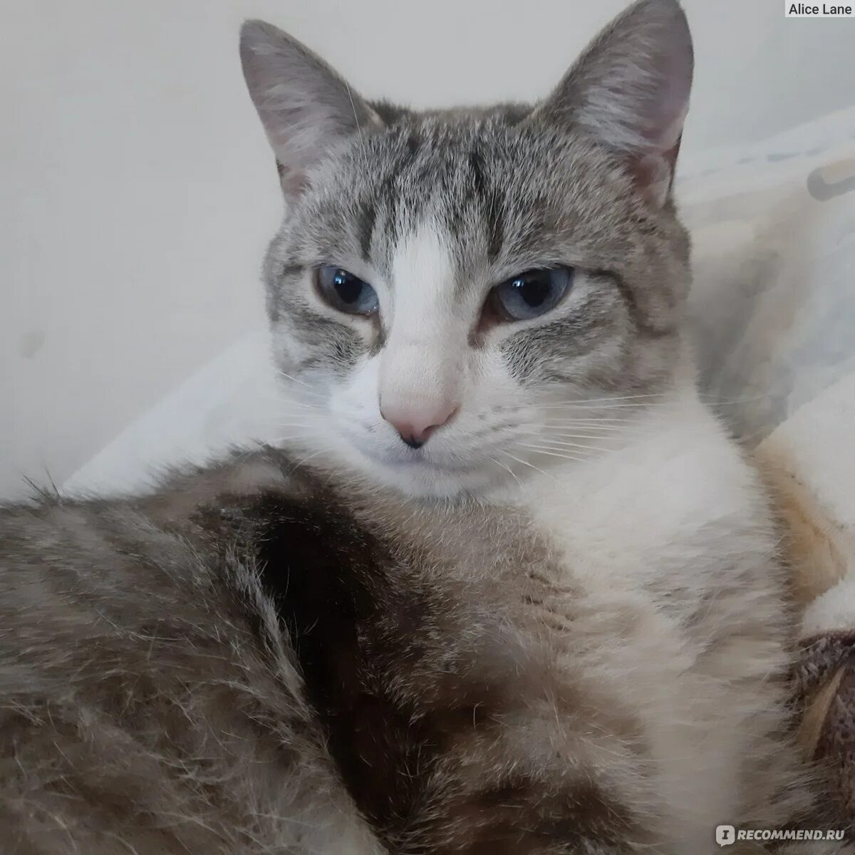 Причины соплей у кошек. Причины соплей у кошек
