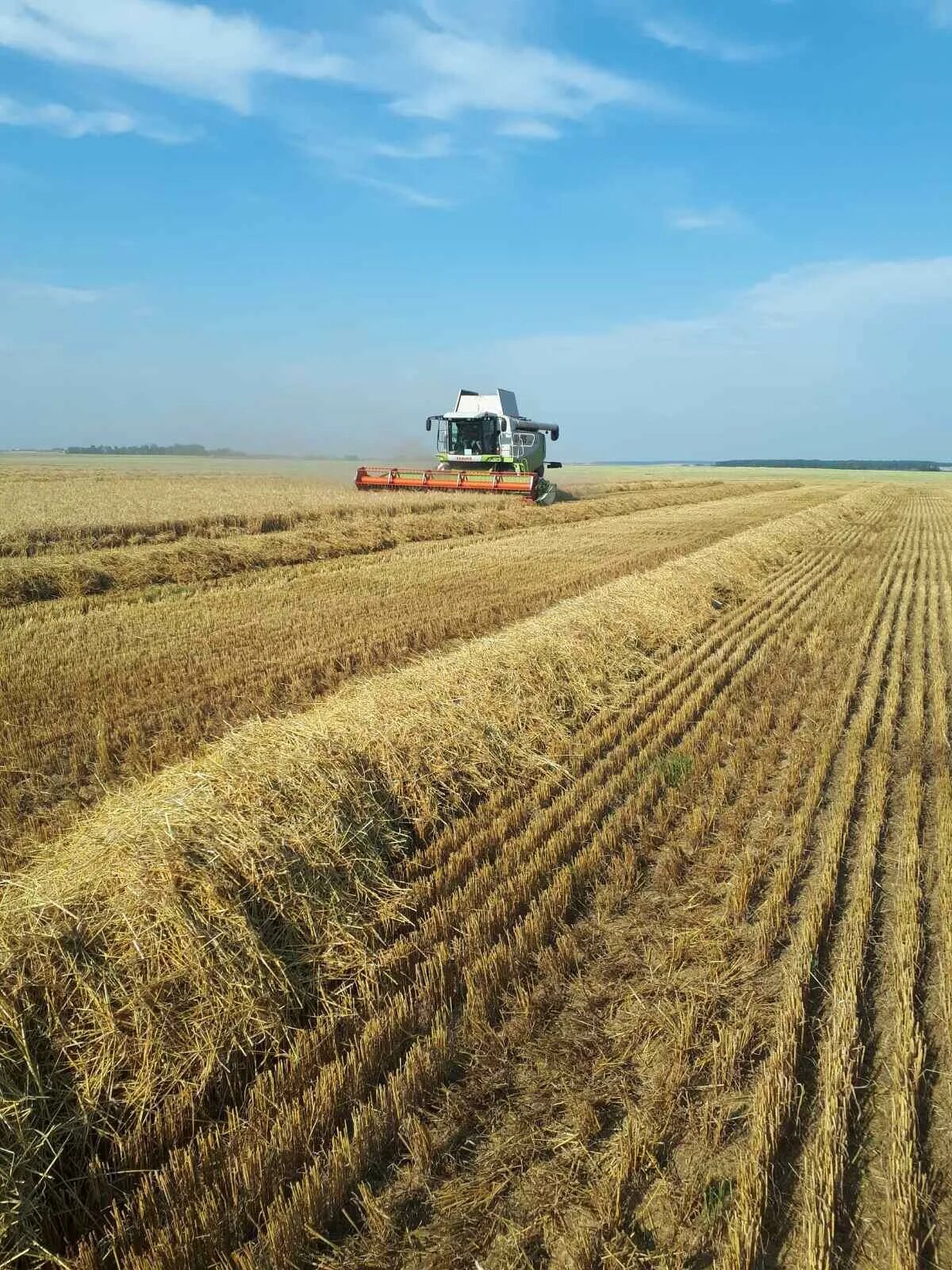 сбор пшеницы. зерновые поля россии уборка урожая. уборка урожая комбайнами. уборка урожая пшеницы.