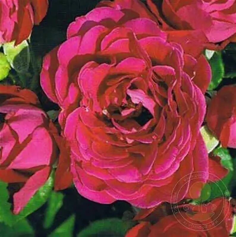 Саженец Роза Доминик Луазо (Rosa Dominique Loiseau) купить в Москве по низкой це