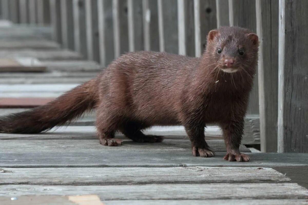 Норка фото. Американская норка (Mustela Vison). Канадская норка зверек. Норка американская (Neovison Vison). Северная европейская норка.