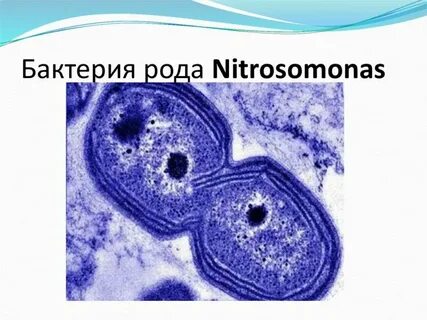 Бактерии роды