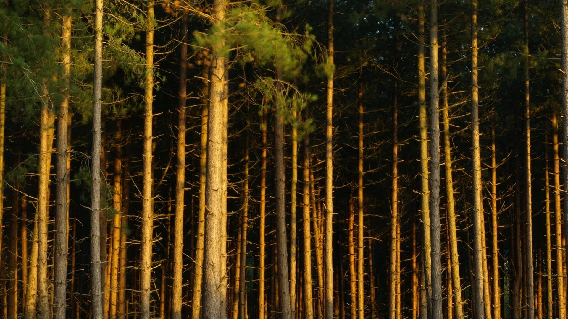 Сопохский Бор Карелия. Сосновый лес Кировская область. Тайга Сосновый Бор. Форест Сосновый Бор. Лесных н б