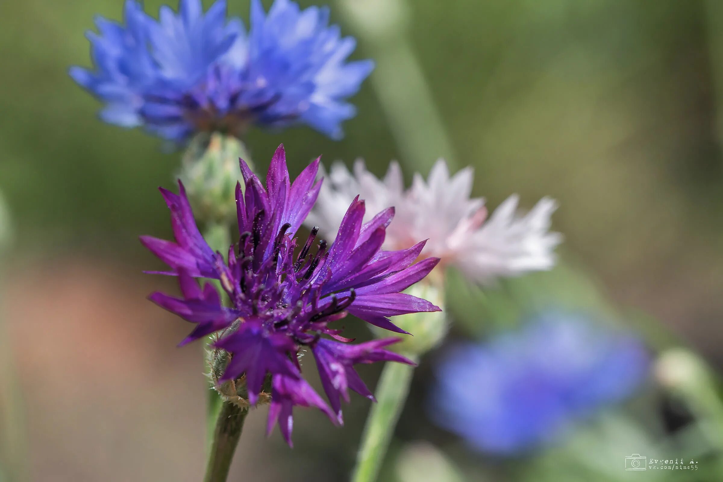 Мир василька. Василек Карпатский. Василёк Донской (Centaurea tanaitica Klok.). Василек гребенчатый. Василёк Боровой.