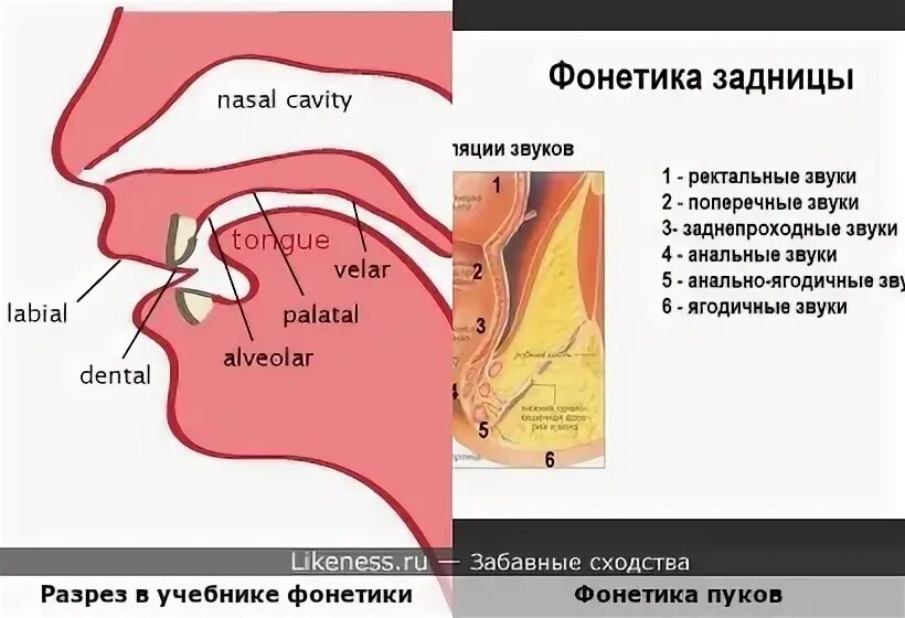 Задом звуки. Звуки из зада.