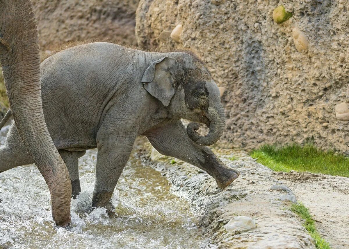 Слоновый год. Слоны в зоопарке. Азиатские слоны. Милый Слоник.