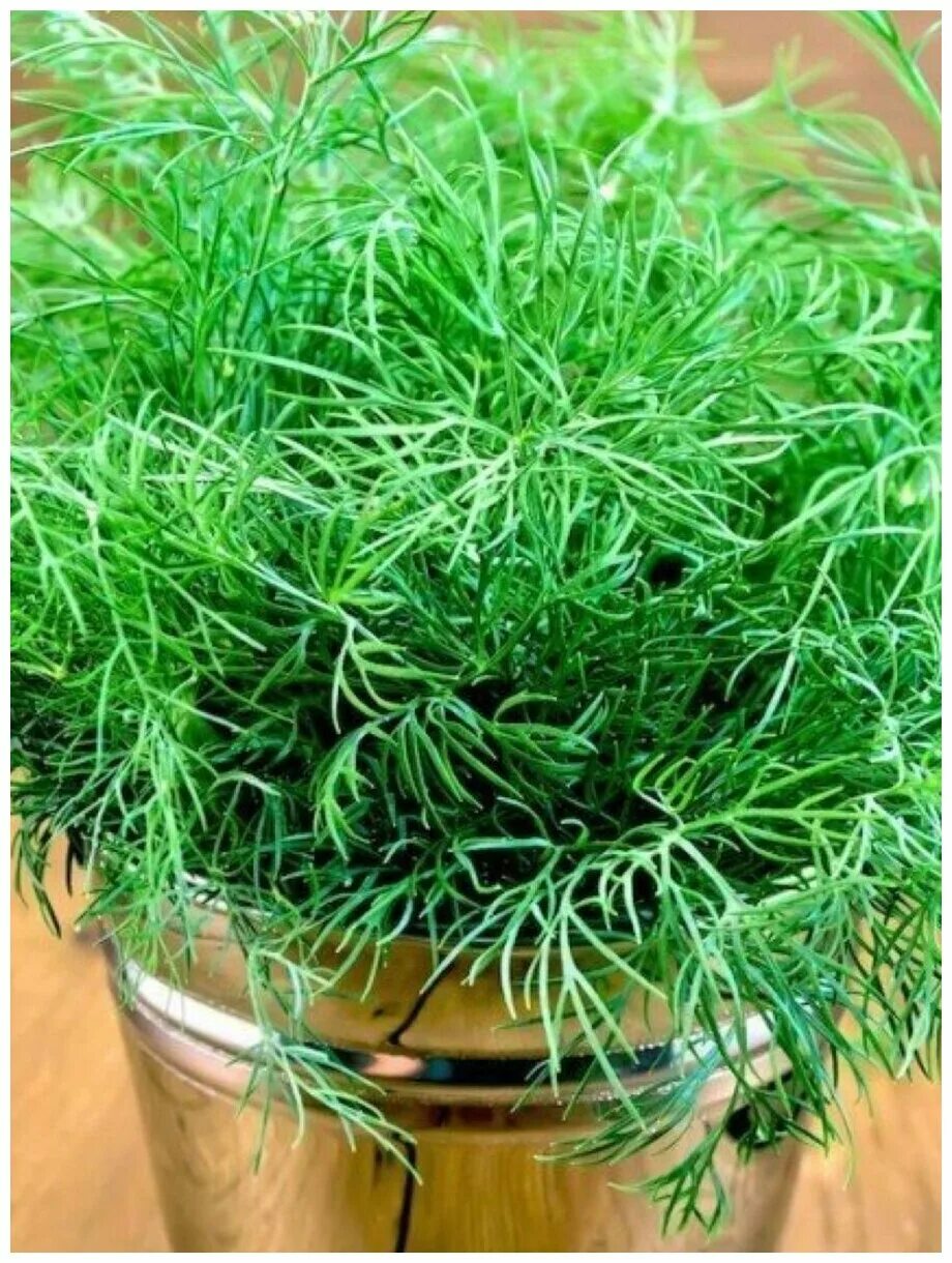 укроп грибовский. укроп салют. семена укроп грибовский. укроп грибовский. укроп грибовский.