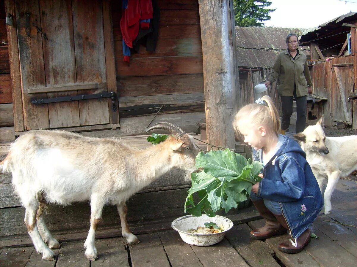 Качества жизни в деревнях. Жизнь в деревне. Хозяйство в деревне. Подсобное хозяйство в деревне. Деревенская коза.