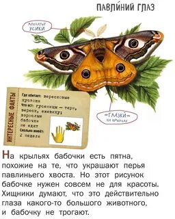 Сколько живет бабочка павлиний глаз