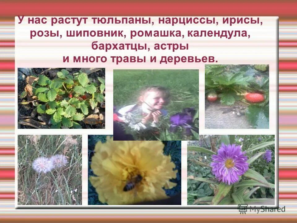 В трёх вазах розы в первом и во втором. Ирисы на языке цветов. Касатик красная книга. Ирисы в дикой природе подмосковья. Сведения о цветке ирисе.