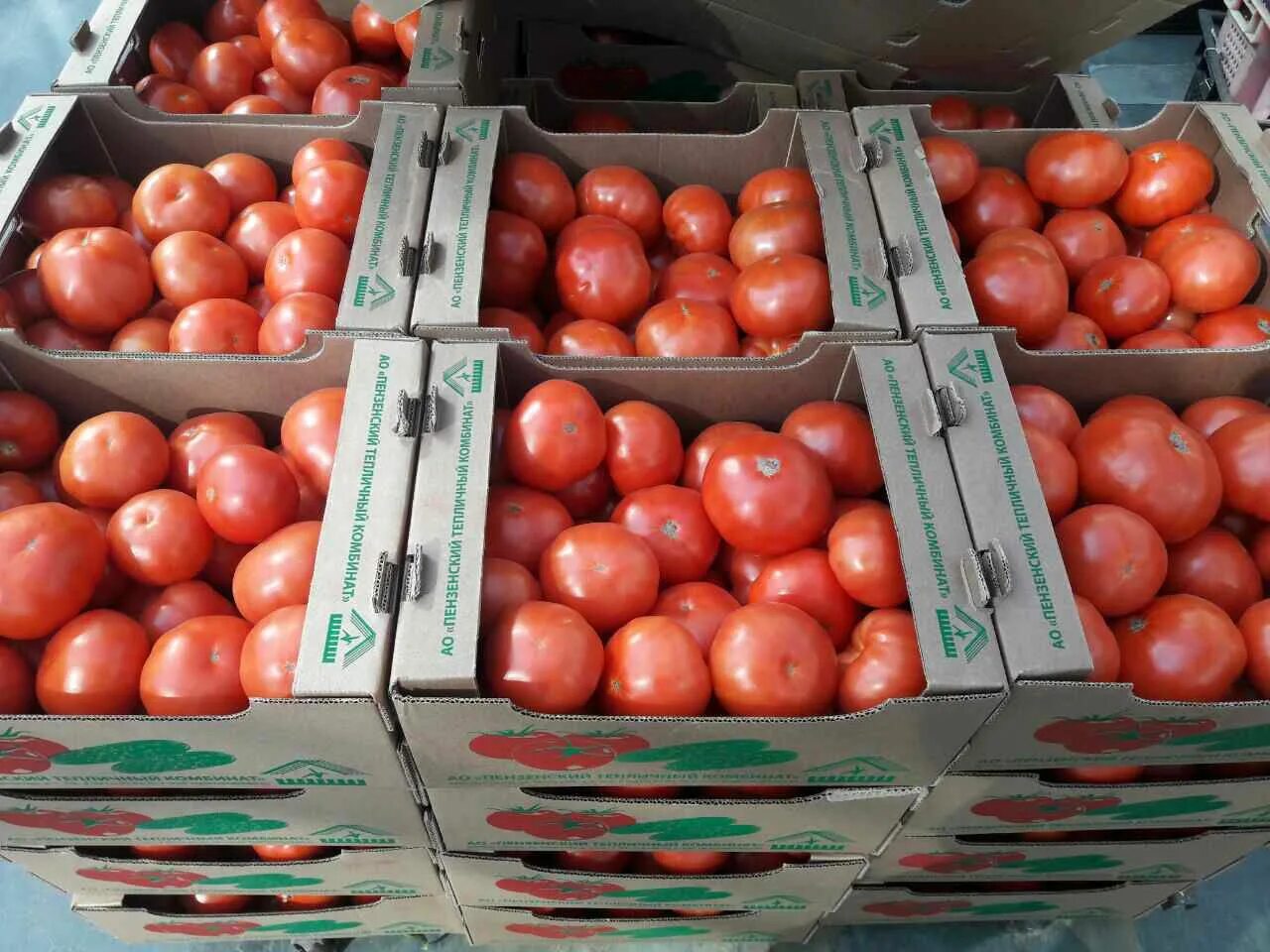 томат сорт пинк буш. помидоры (томаты) грунтовые. Globe tomatoes грунтовый грибовский. цветение помидоров. томато итальянский томат.