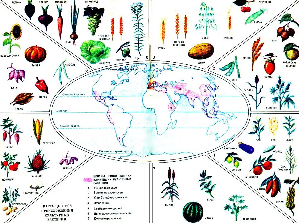 Появления основных групп растений на земле. Схема происхождения культурных растений. Родина происхождения культурных растений. 7 Центров происхождения культурных растений карта.