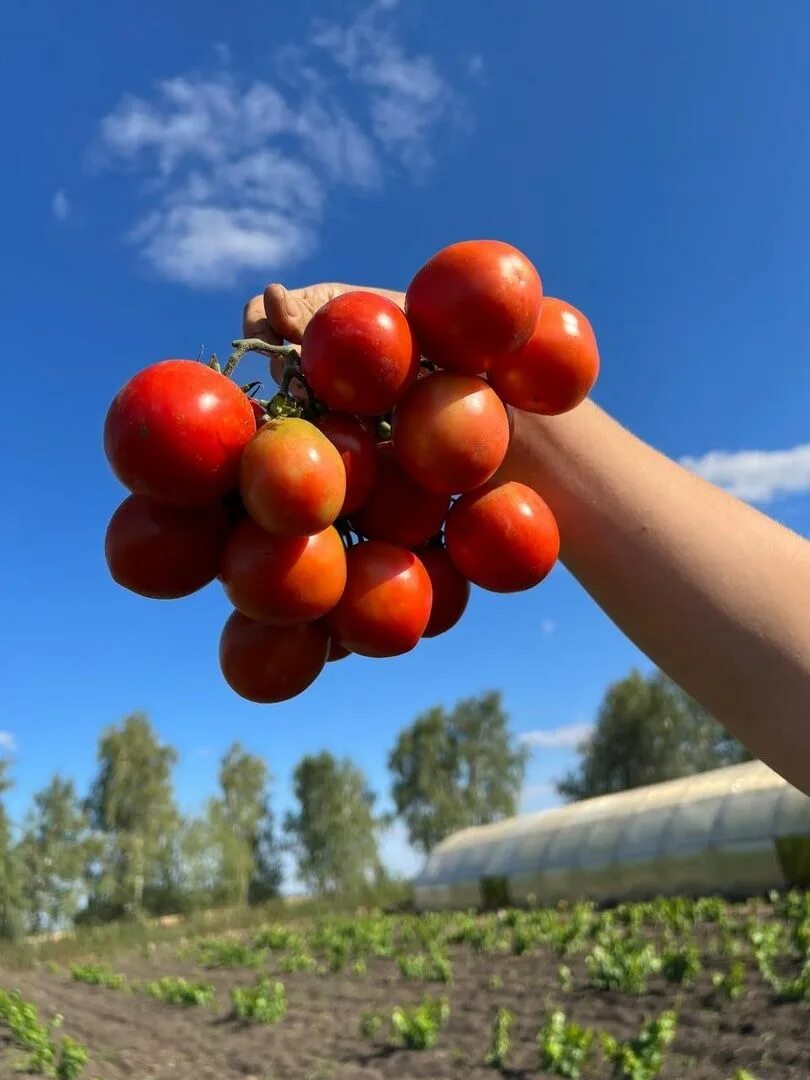 Купить семена запуняко