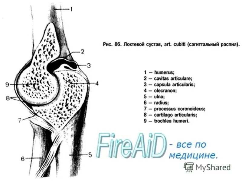 локтевой сустав анатомия латынь. локтевой сустав и кости предплечья. строение локтевого сустава анатомический атлас. локтевой сустав на латыни. связки локтевого сустава анатомия латынь.