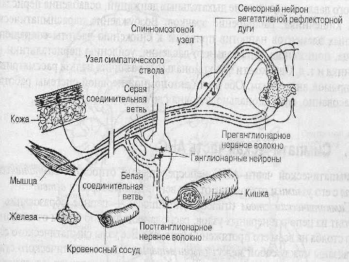 Нейроны рефлекторной дуги ВНС. Вегетативная рефлекторная дуга. Рефлекторная дуга вегетативной нервной системы. Строение дуги вегетативного рефлекса.