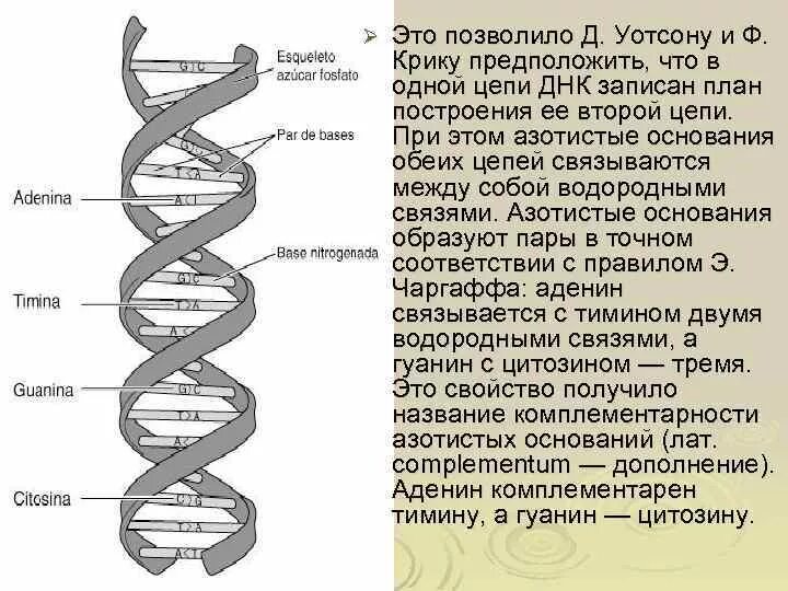 Модель ДНК Дж. Уотсона и ф. крика.. Структура ДНК по Дж.Уотсону и ф.крику.. Строение ДНК модель ДНК Уотсона-крика. Структура ДНК модель Дж Уотсона и ф крика.