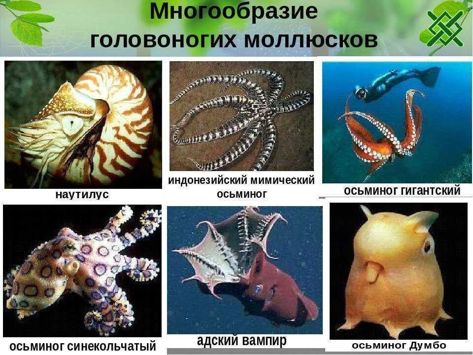 Головоногие примеры. Класс головоногие моллюски 7 класс биология. представители головоногих моллюсков. представитель класса моллюсков головоногих. разнообразие двустворчатых и головоногих моллюсков.