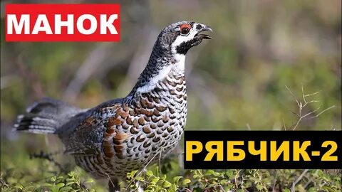 Голос самки раскатистая басовая