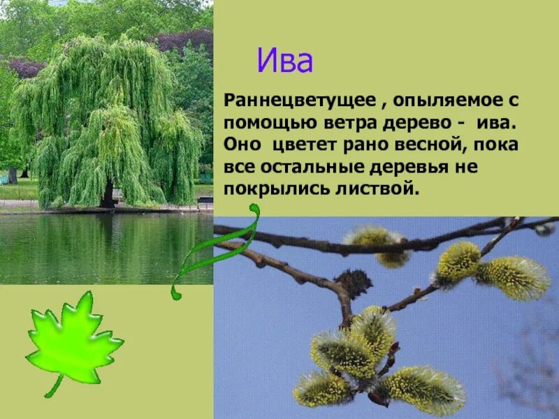 Опыление деревьев ветром. Ива дерево описание. ива окружающий мир. раннецветущие растения опыляемые ветром. ранноцветуйщих растения опыляемые ветром.