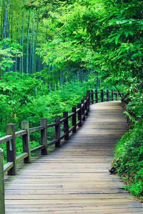 зелено коричневый лес. поле лес. баннер лес. зеленый лес. природа.