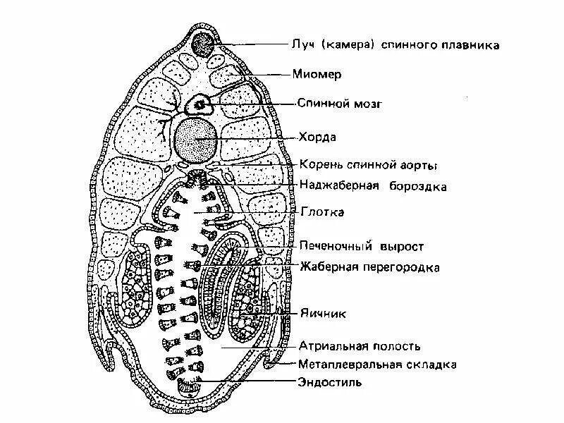 Поперечный срез асцидии. Атриальная полость ланцетника. Строение ланцетника в разрезе. Поперечный разрез ланцетника.