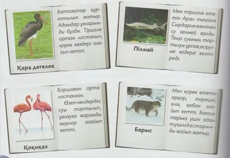 Үлкен аққұбалар минет