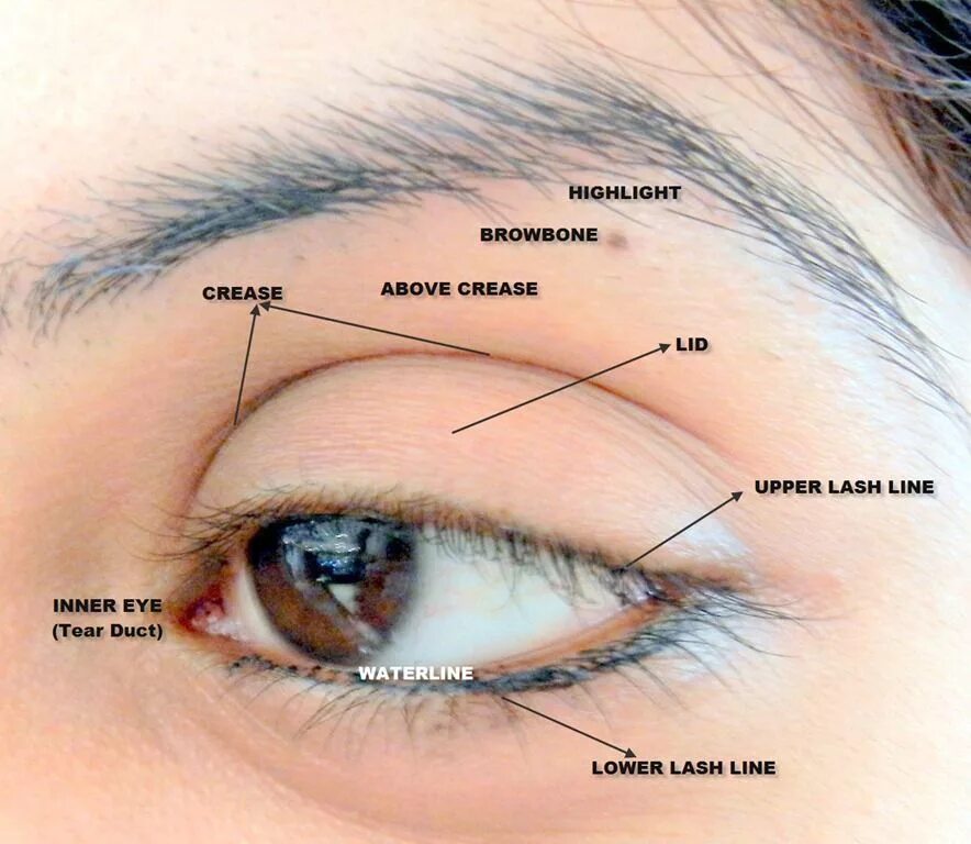 Глаз как переводится. Анатомия глаз макияж классические, круглые. Eyes перевод. Eye Crease перевод. Eyelid Crease.