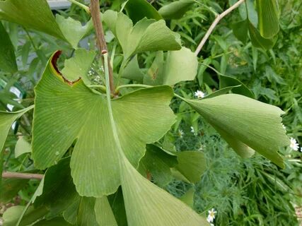 File:Ginkgo biloba feuilles parc floral.JPG - Wikimedia Commons