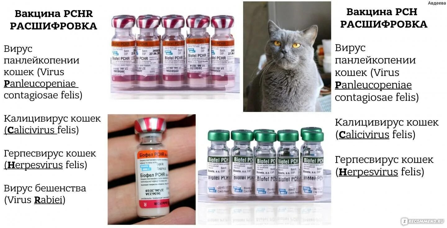 Первая прививка котенку возраст. Прививки для котов вакцина комплексная. Прививка коту Биофел. Комплексная прививка для котят название. Название комплексной прививки для котов.