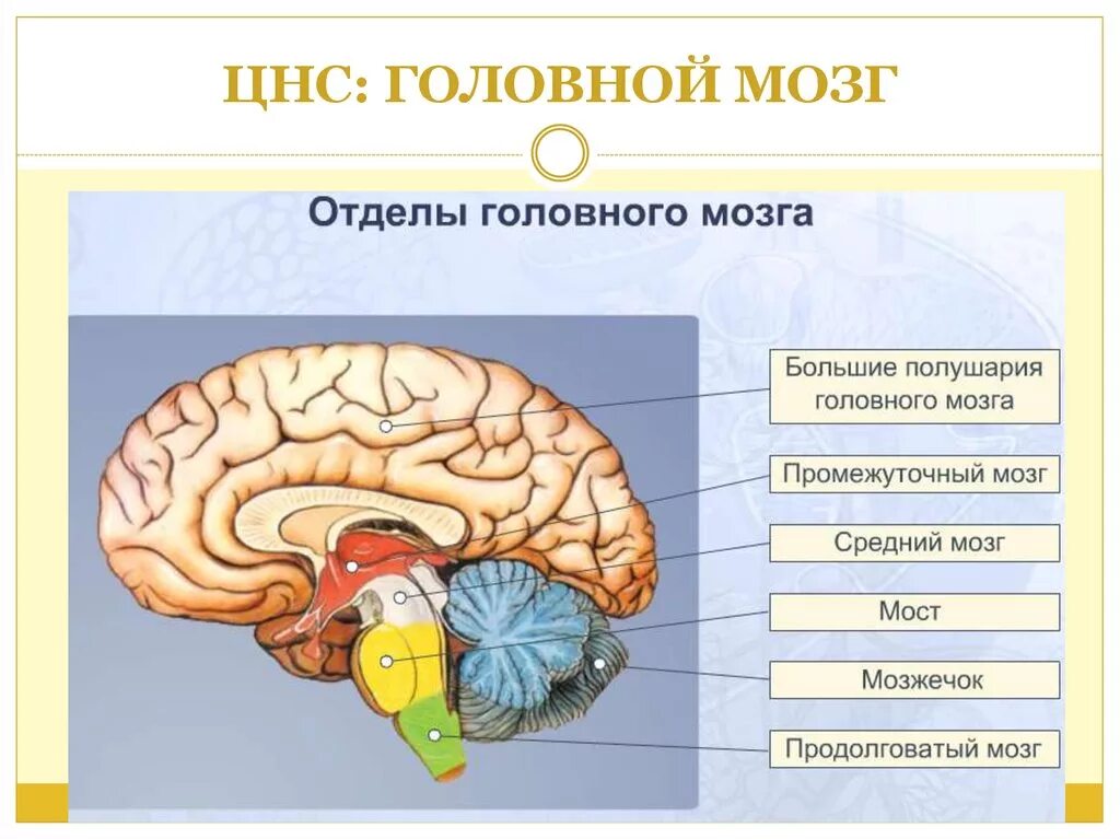 Нервные центры и отделы головного мозга