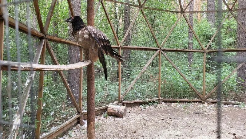 центра реабилитации хищных птиц