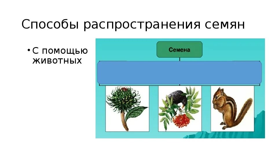 Каким способом распространяется. Способы распространения семян. Способы распространения плодов и семян. Схема распространения плодов и семян. Распространение плодов и семян 6 класс.